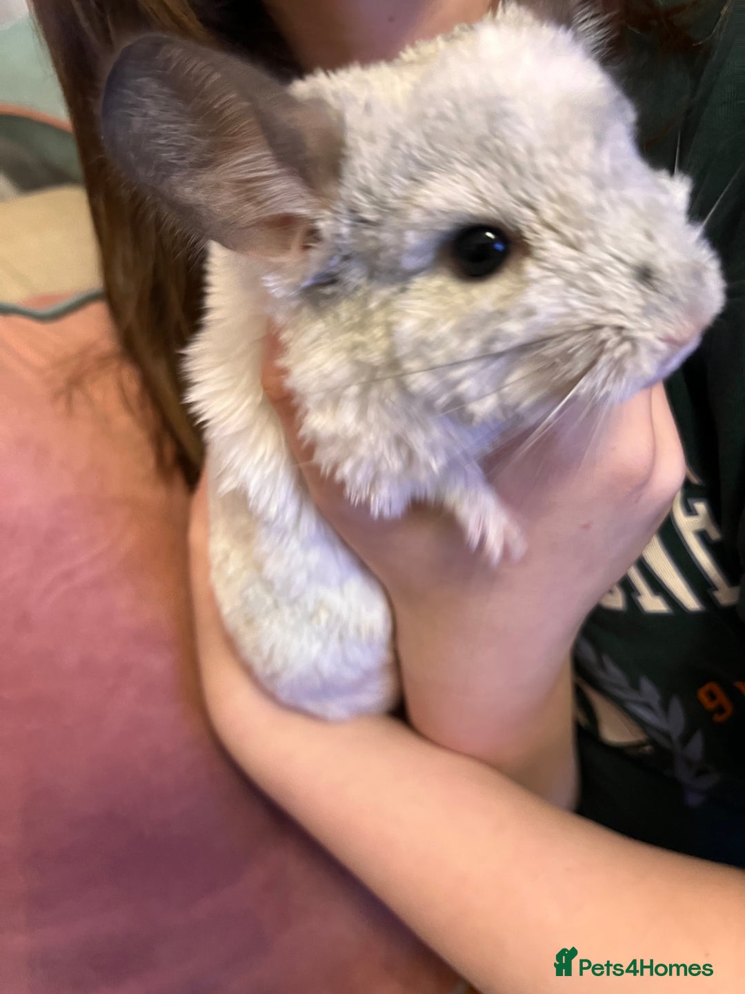 Chinchilla rodents for sale: Beautiful male chinchilla - Advert 2