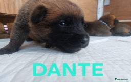 Belgian Shepherd Dog dogs for sale: PuppiesDWKC registered Working Line,Tested Parents - Image 9
