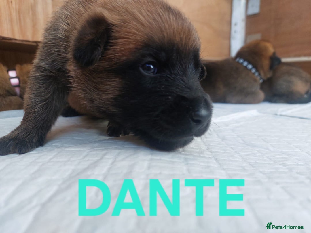 Belgian Shepherd Dog dogs for sale: PuppiesDWKC registered Working Line,Tested Parents - Image 9