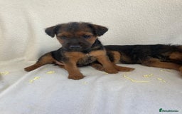 Lakeland Terrier dogs for sale: Lakeland terrier  - Image 1