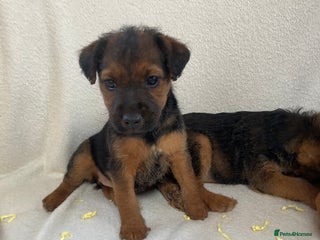 Lakeland Terrier dogs for sale - Advert 1