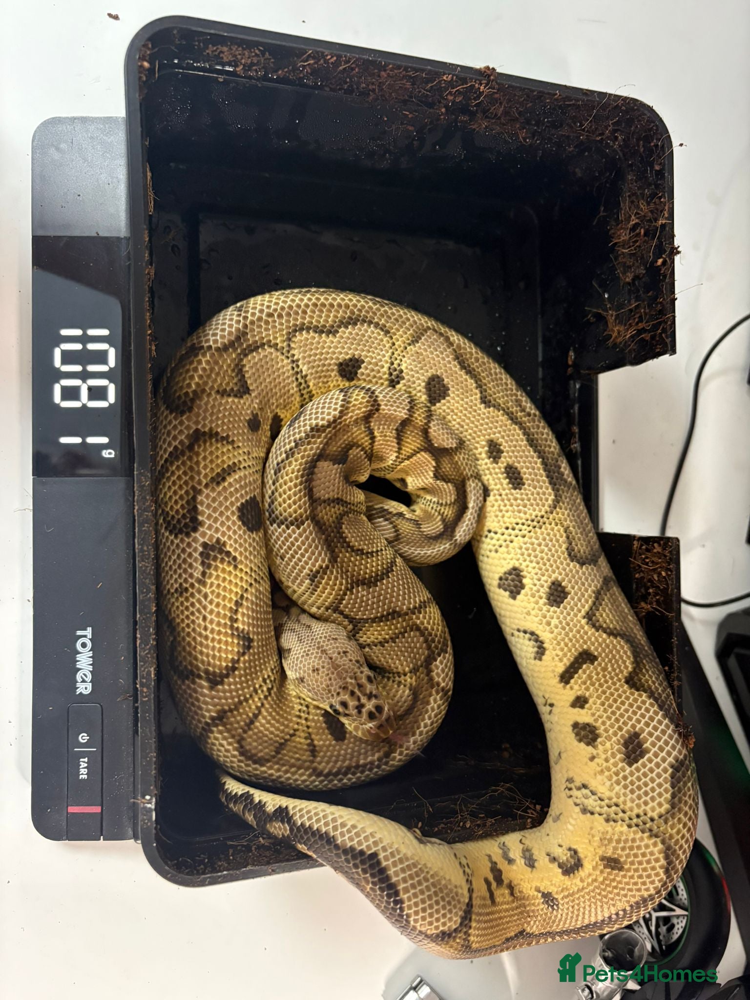 Python Snake reptiles Ball pythons for sale £50 each! - Advert 1