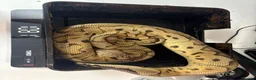 Python Snake reptiles for sale: Ball pythons for sale.  - Advert 9