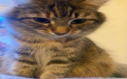 Domestic Shorthair cats for sale: 3 females looking home  - Image 6