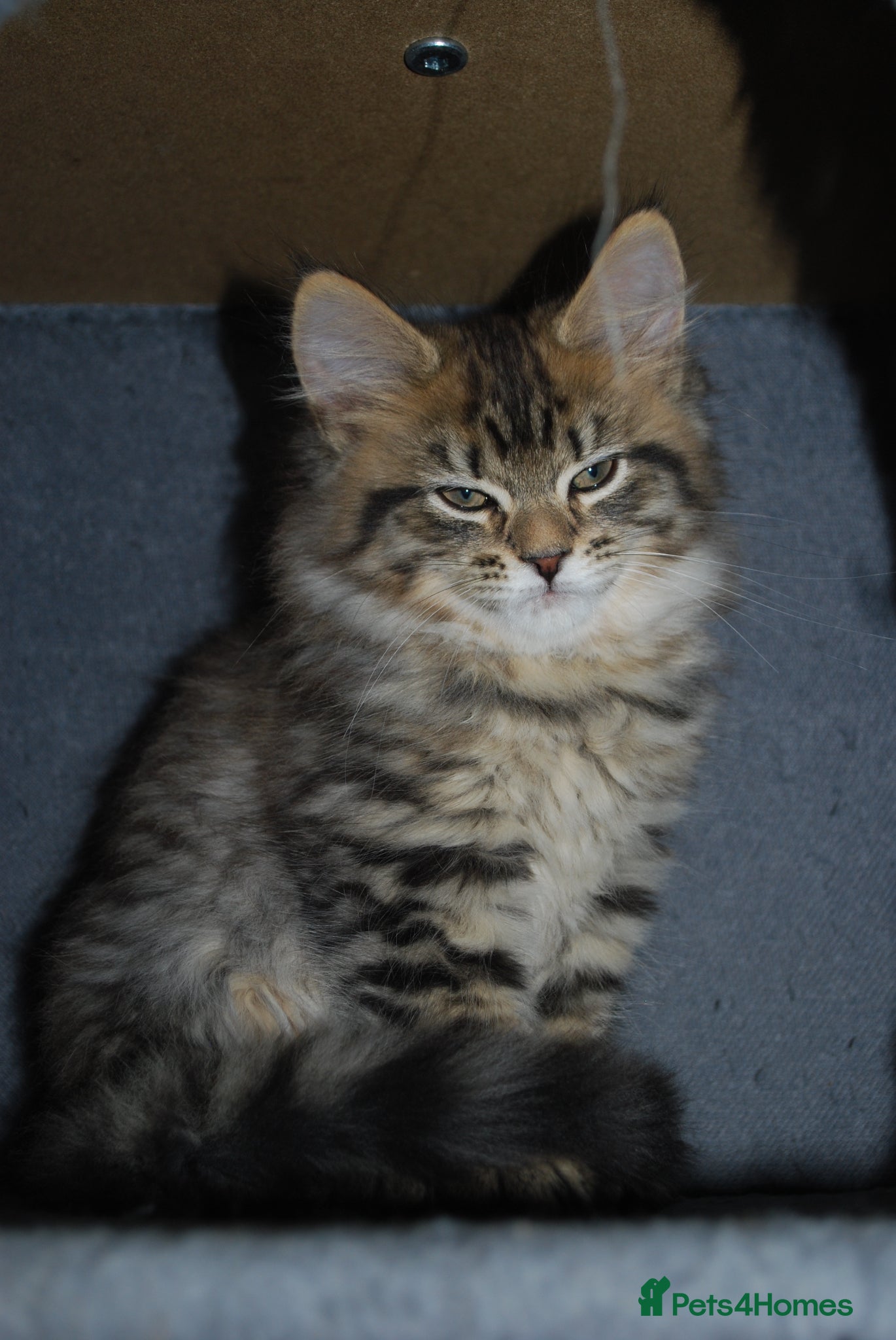 Mixed Breed cats Smart & Playful Maine Coon Cross Kittens - Advert 2