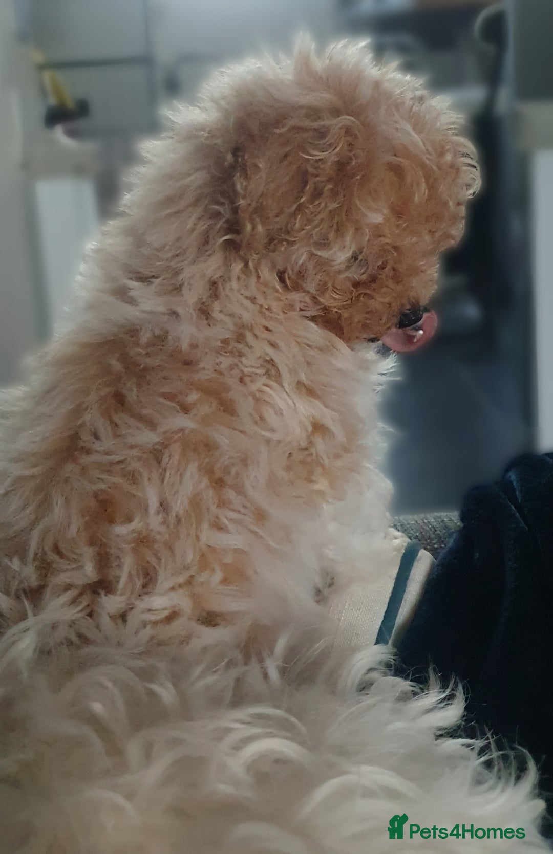 Maltipoo dogs for sale: 🌟💛🌟Precious Biscuit Princess 🌟💛🌟  - Advert 9