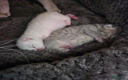 British Shorthair cats for sale: Beautiful British Shorthair girls – Ready Now! - Image 3