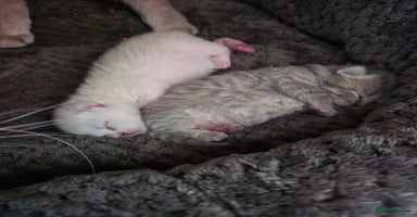 British Shorthair cats - Advert 2