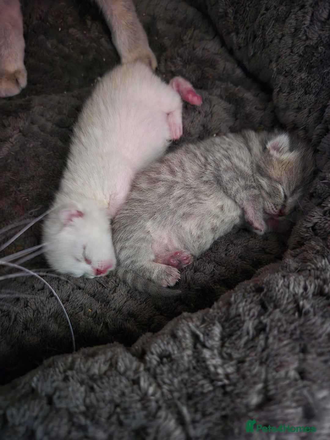 British Shorthair cats for sale: Beautiful British Shorthair girls – Ready Now! - Image 3