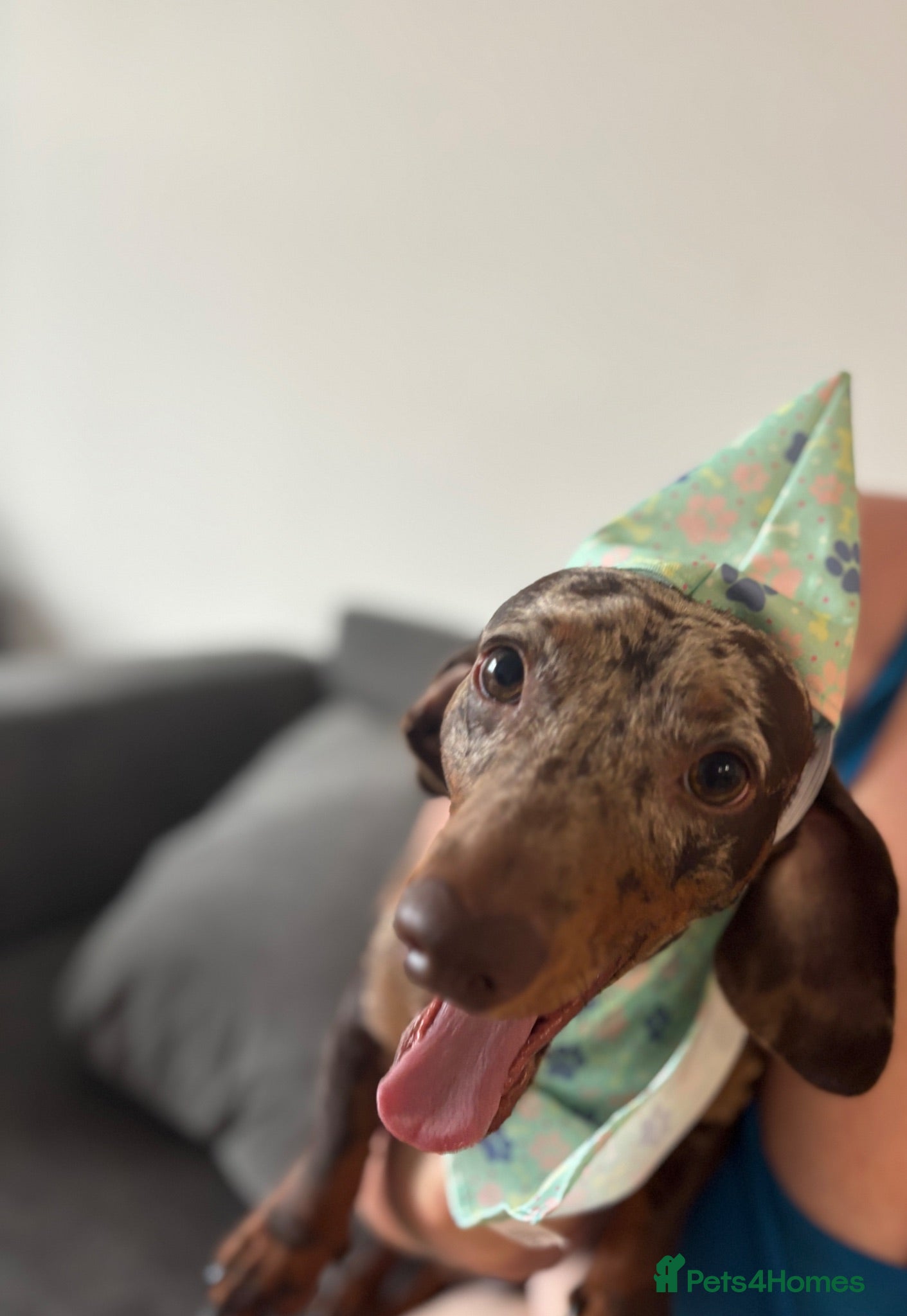 Dachshund dogs Dachshund boy aged 1 - Advert 1