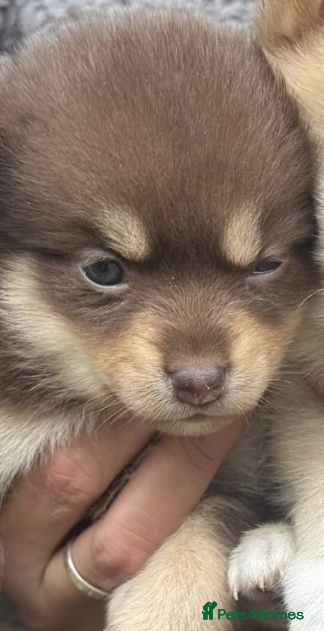 Pomsky dogs for sale: Stunning F4 Pomskies - Image 17