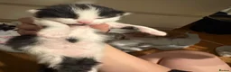 Domestic Shorthair cats for sale: Kittens for sale  - Advert 4
