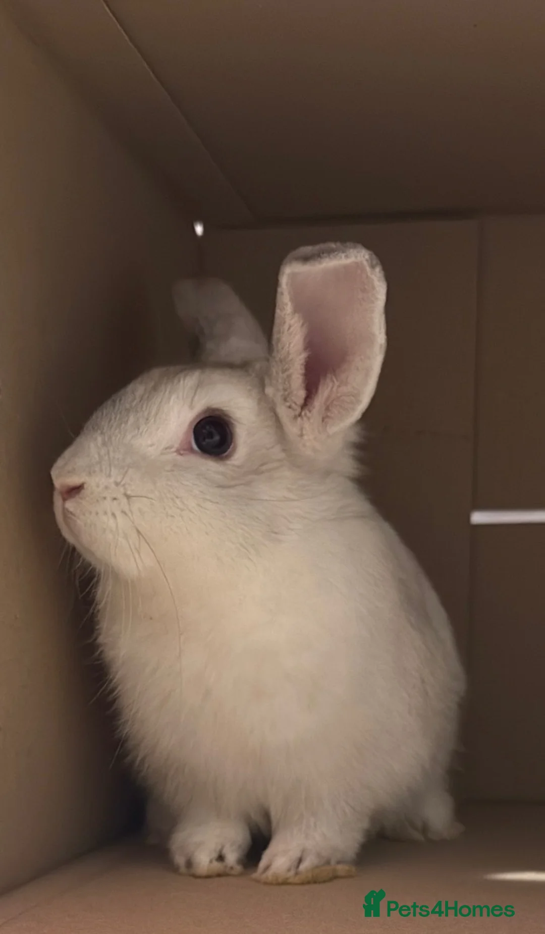 English Lop rabbits for sale: Lop eared rabbit in Leeds - Advert 2