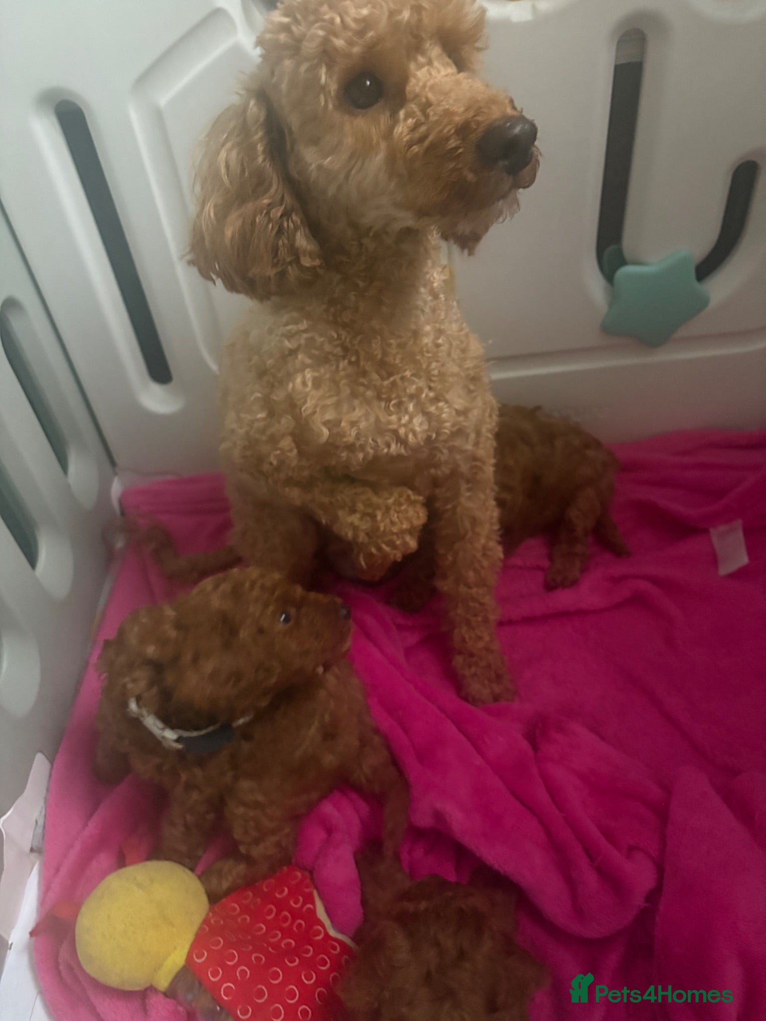 Toy Poodle dogs Beautiful Toy poodle  - Advert 1