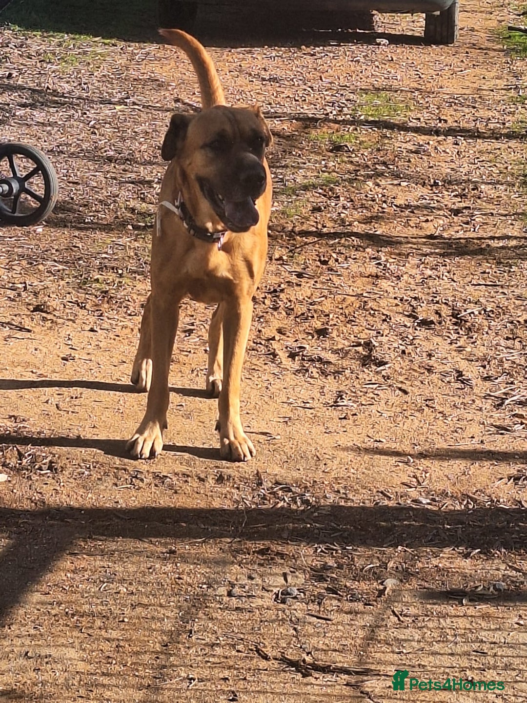 Mixed Breed dogs for adoption: Urgent 🚨 Home for Kobi  in Hengoed - Advert 27