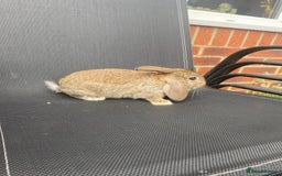 French Lop rabbits for sale: Baby lops  - Image 31