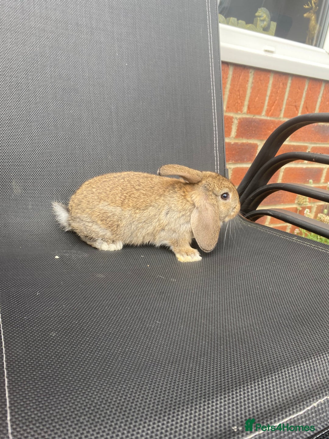 French Lop rabbits for sale: Baby lops  - Image 31