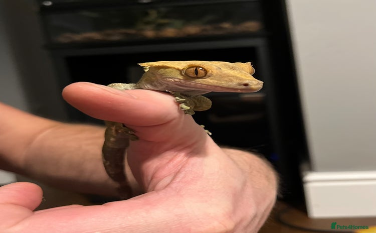 Gecko reptiles - Advert 5