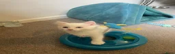 Mixed Breed cats for sale: 3 Adorable Half Persian Kittens for sale - Advert 8