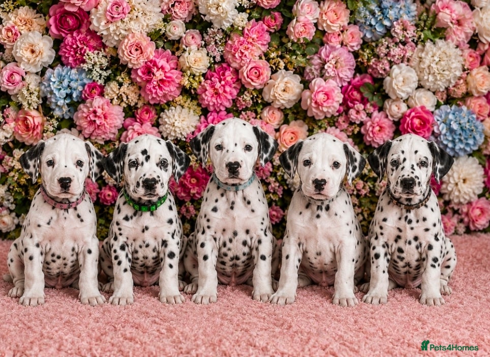 Dalmatian dogs Gorgeous pups READY NOW 😍  - Advert 14