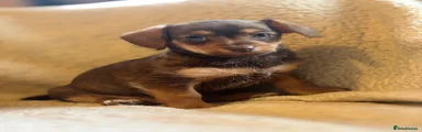 Jackapoo 1