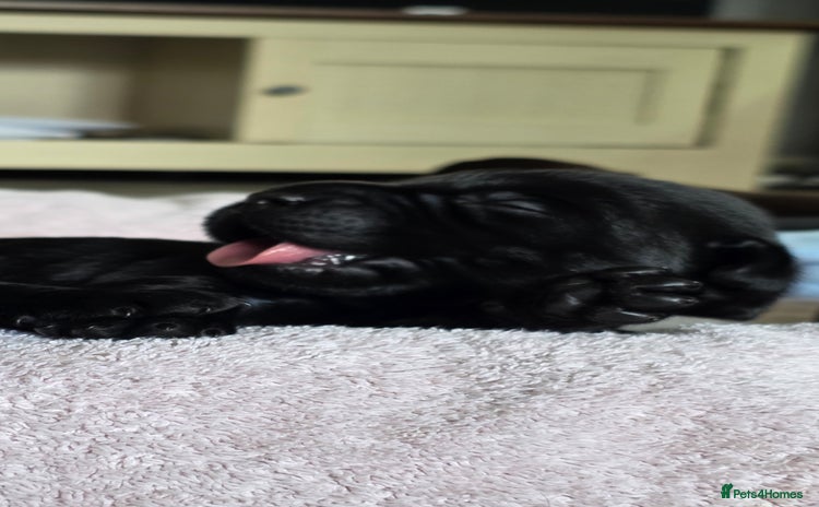 Labrador Retriever dogs - Advert 14