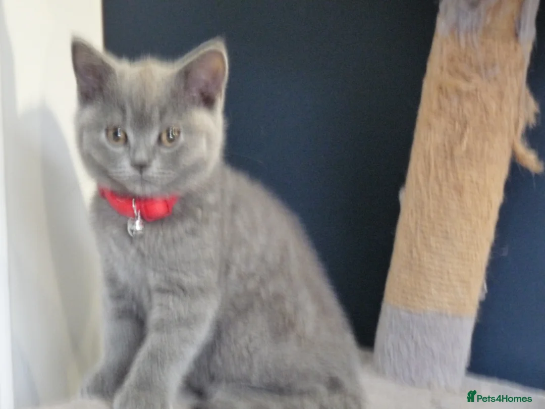 British Shorthair cats for sale: four beautiful british shorthair kittens for sale - Advert 20