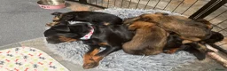 Griffon Bruxellois dogs for sale: New kids on the block  - Advert 10