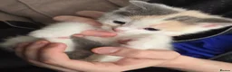 Mixed Breed cats for sale: Cute Calico, Tuxedo & Black babies (from £150) - Advert 3