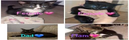 Maine Coon cats for sale: 2 Female Maine coon  - Advert 1