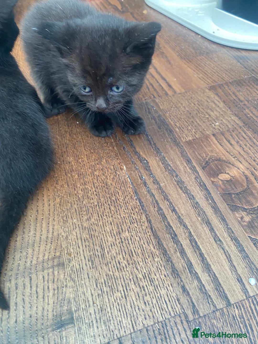 British Shorthair cats for sale: Kitten - Image 3