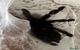 Tarantulas invertebrates for sale: Tarantula Collection - Image 2