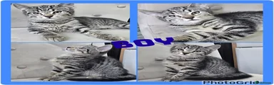 Mixed Breed 1