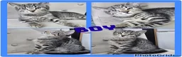 Mixed Breed cats for sale: X4 lovely kittens looking for there forever homes in Witham - Advert 20