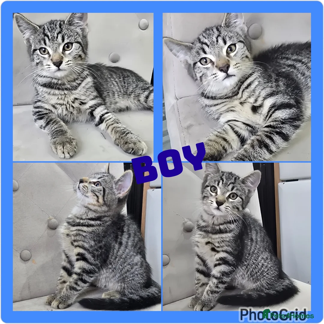 Mixed Breed cats for sale: X4 lovely kittens looking for there forever homes in Witham - Advert 20