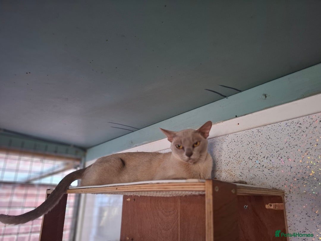 Burmese cats for sale: Beautiful Burmese  - Image 2