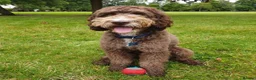 Cockapoo dogs for stud: F1 Cockapoo Stud PROVEN. DNA tested. Dougie in York - Advert 16