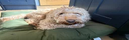 Cockapoo dogs for sale: 20 Month Old Cockapoo - Advert 8