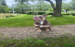 English Bulldog dogs for stud: Pablo - Image 9