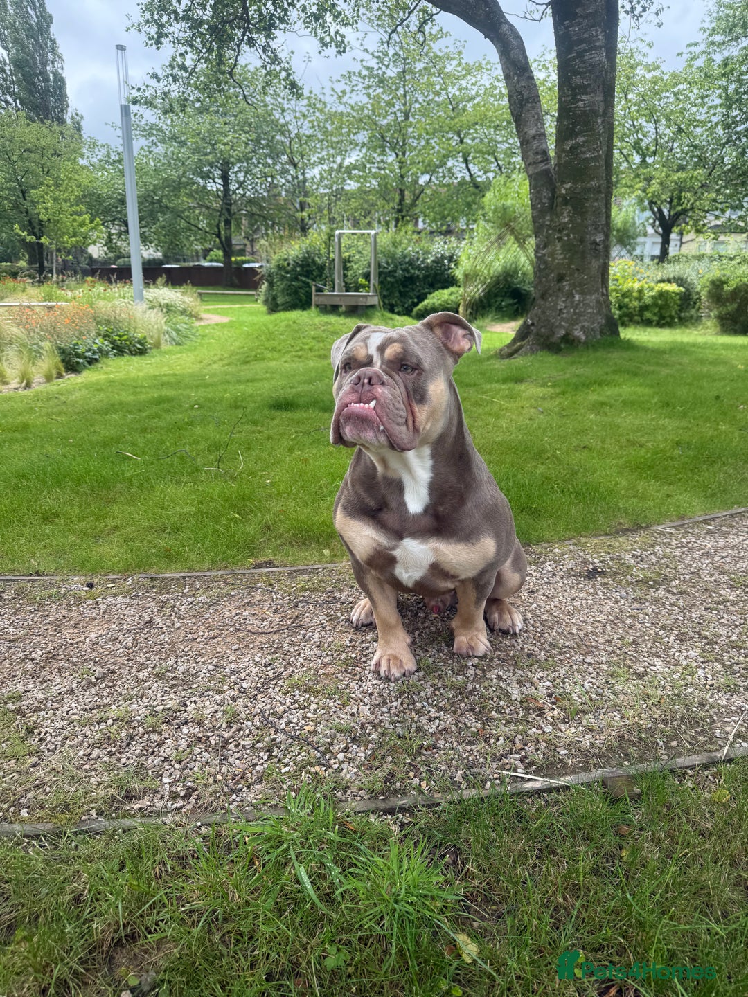 English Bulldog dogs for stud: Pablo - Image 9