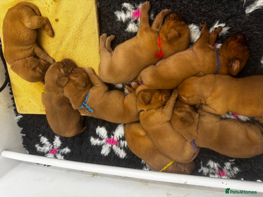 Labrador Retriever dogs for sale: Stunning Super Dark Red Labs from KC&health tested - Advert 8