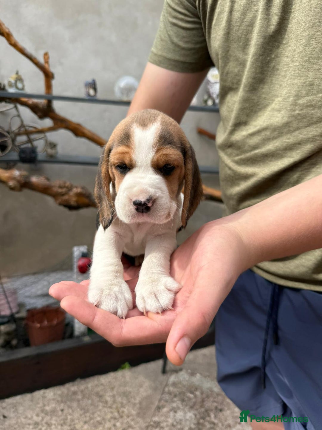 Beagle dogs for sale: Beagle puppies ready soon💕 - Image 15