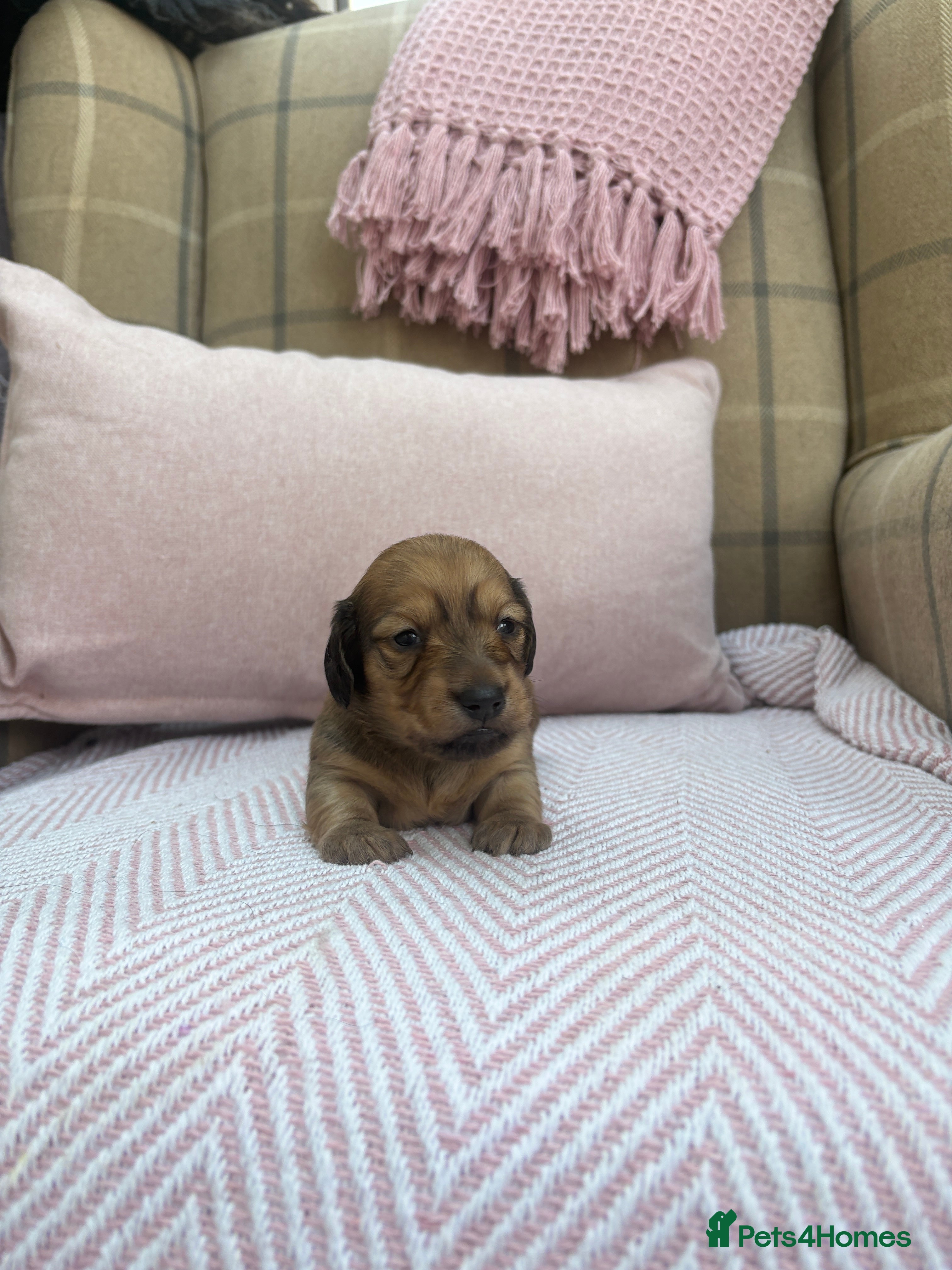 Miniature Dachshund dogs KC CREAM MINIATURE DACHSHUNDS🤍🐾 - Advert 2