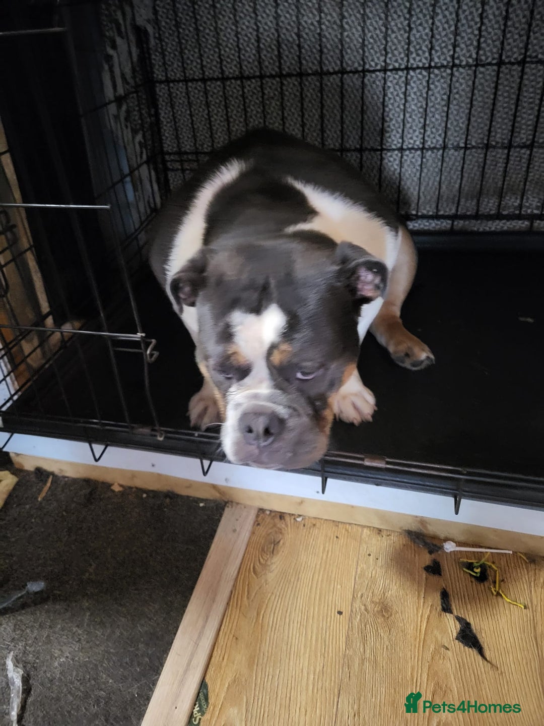 Olde English Bulldogge dogs for sale: Olde tyme English bulldog for sale - Image 9