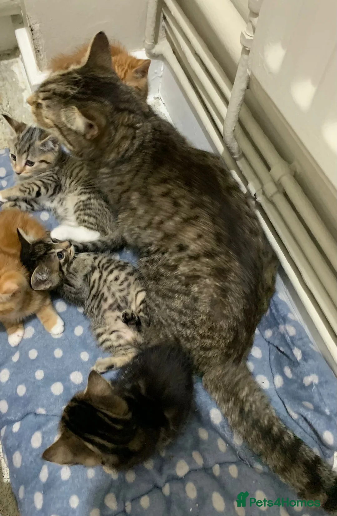 Mixed Breed cats for sale: Beautiful kittens ready now  - Advert 11