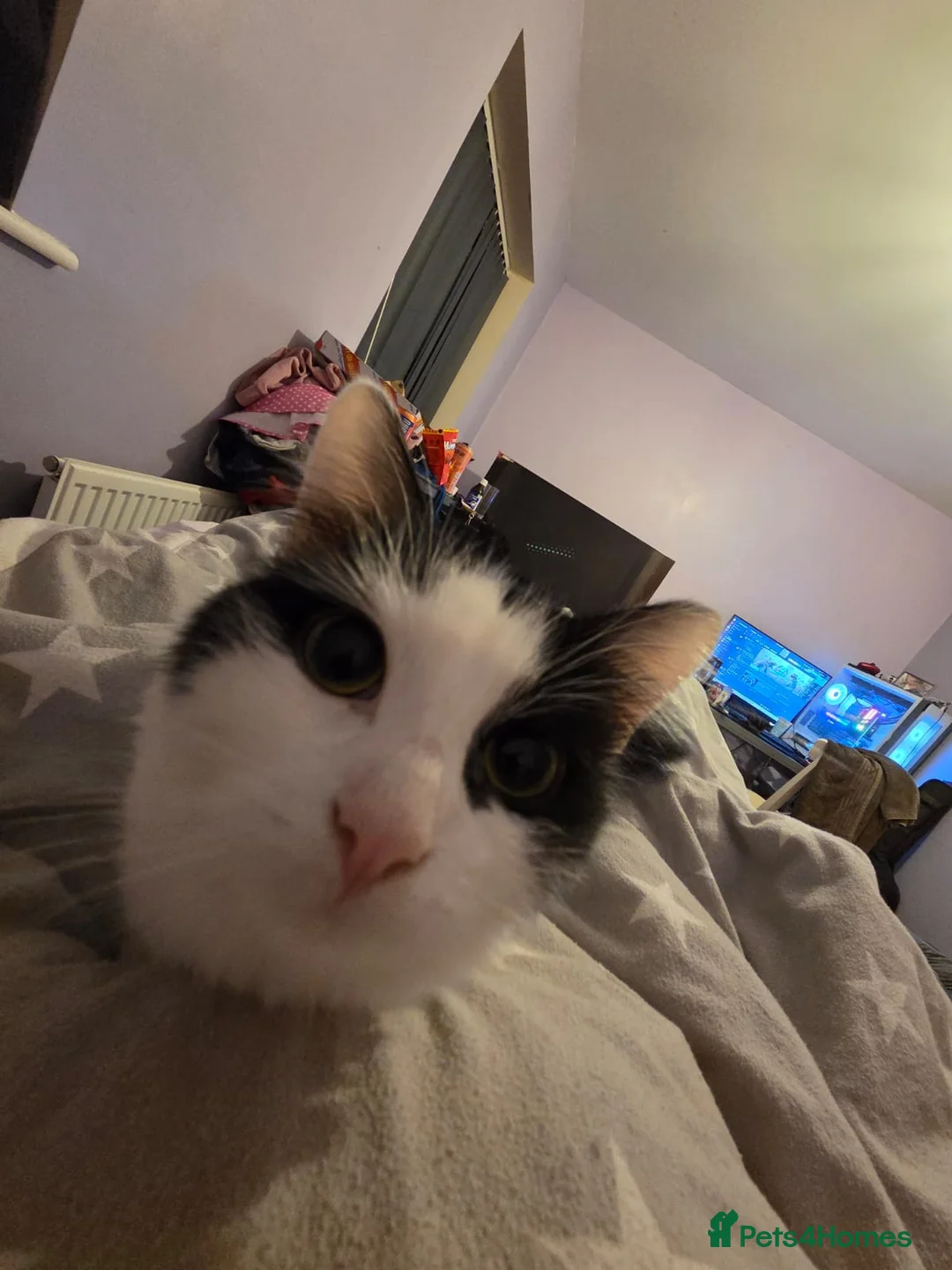 British Longhair cats for sale: Looking for home for beautiful cat Ingrid in Batley - Advert 1