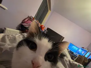 British Longhair cats Looking for home for beautiful cat Ingrid - Advert 2