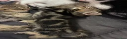 Mixed Breed cats for sale:  Adorable Kittens Looking for Their Forever Homes - Advert 19