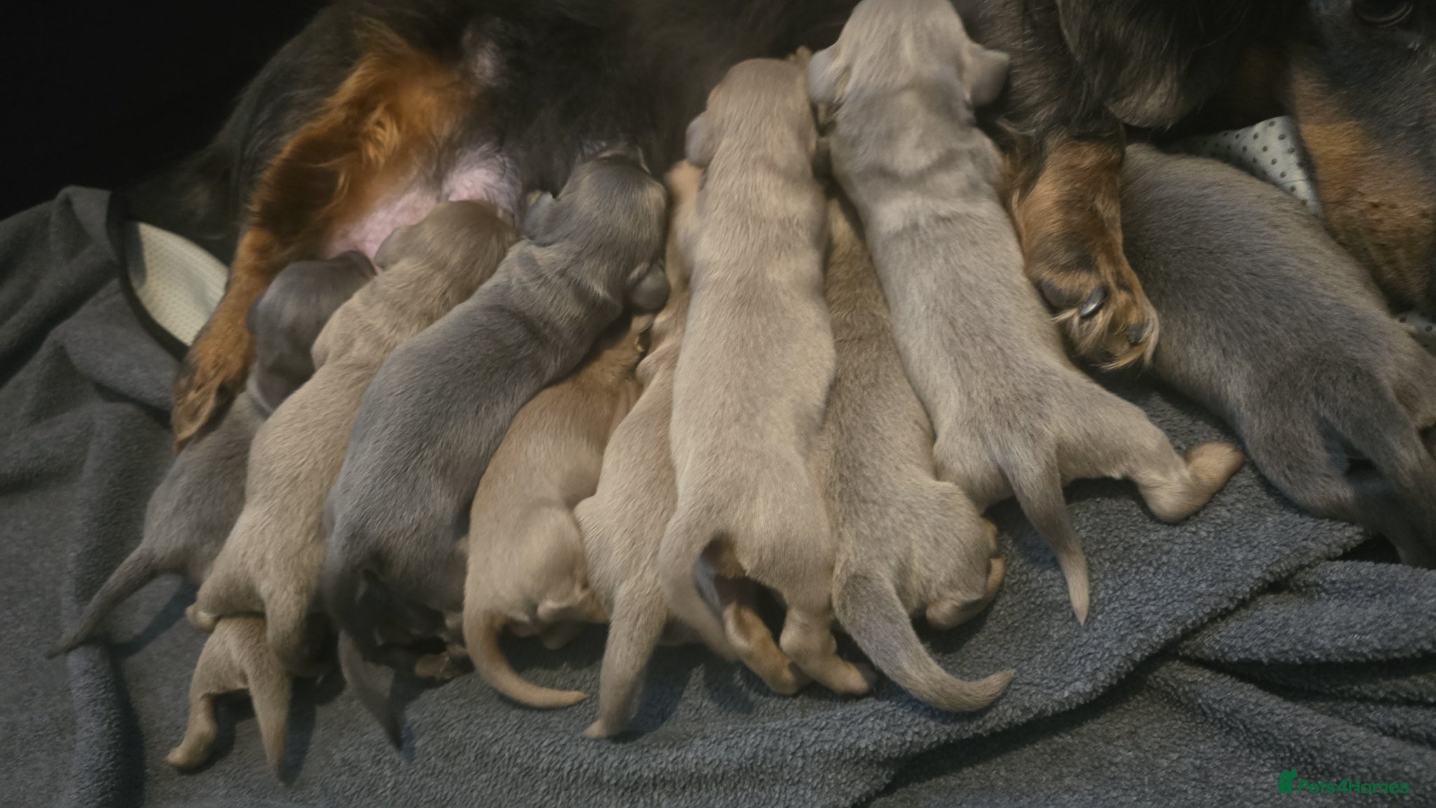 Dachshund dogs Mini dachshund long hair 😍  - Advert 1