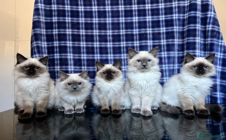 Ragdoll cats - Advert 11